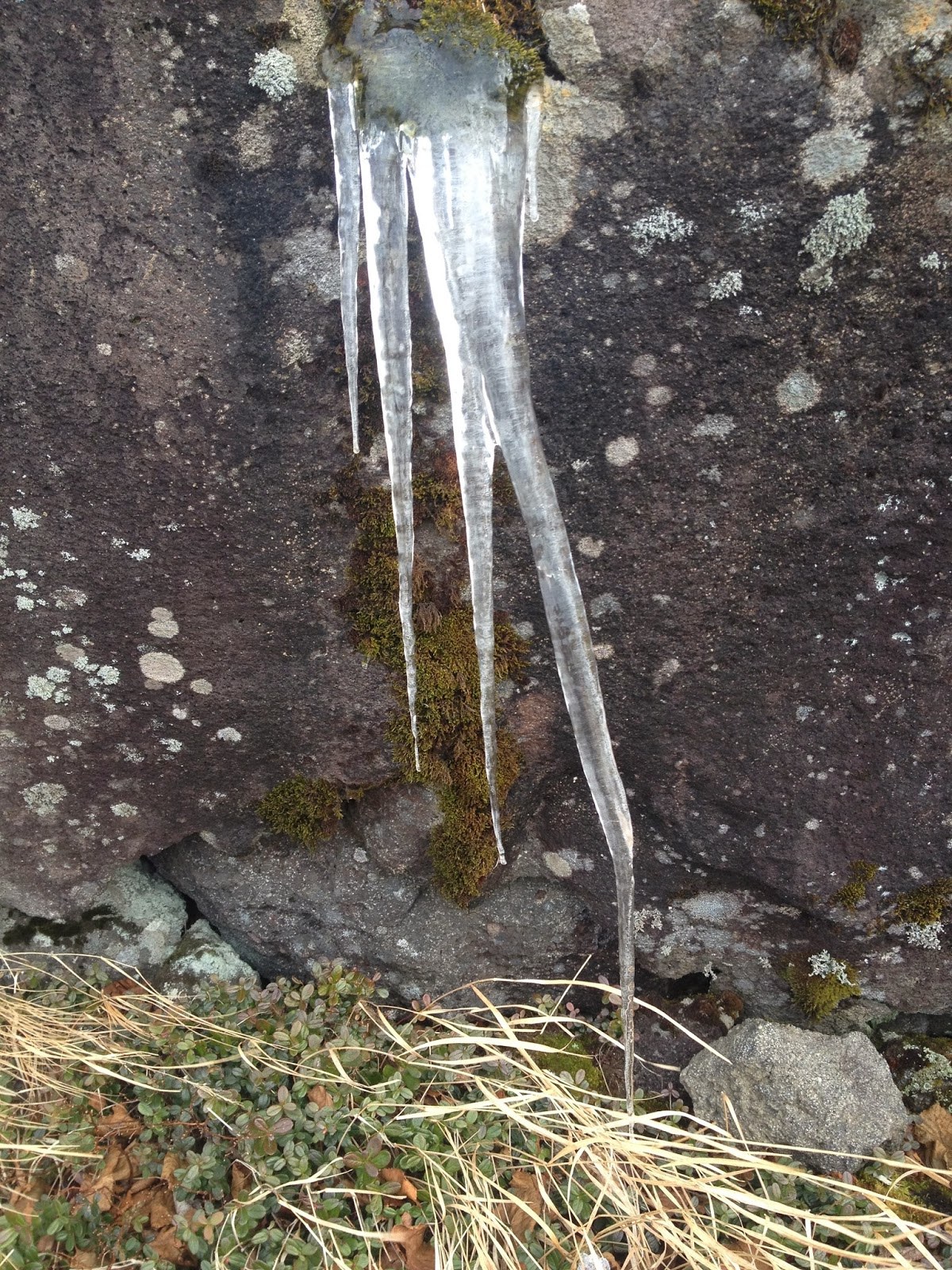 Some icicles growing diagonally from a lichen-covered rock