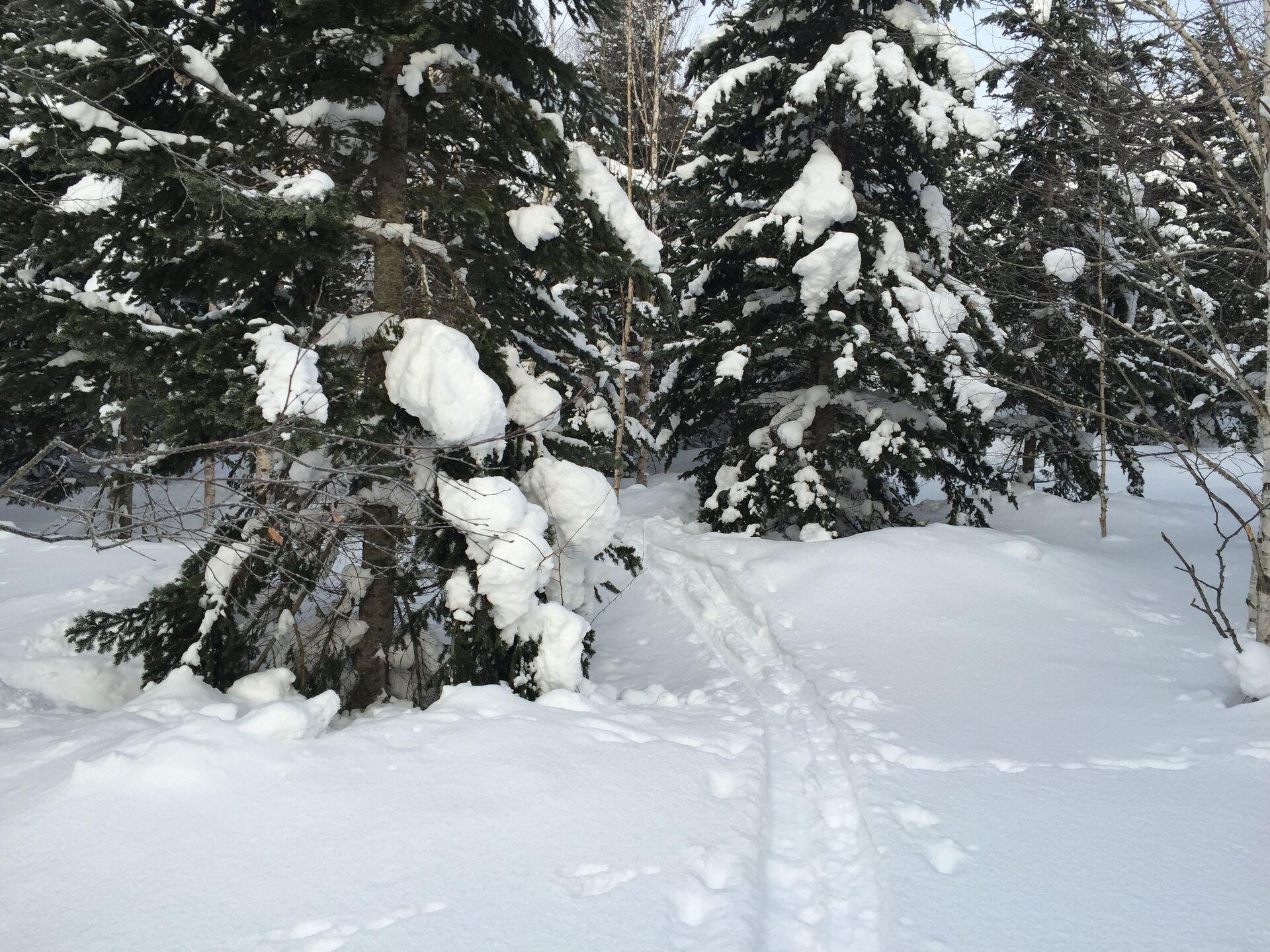 Snow on pine trees, snow on the ground, ski tracks leading into the forest