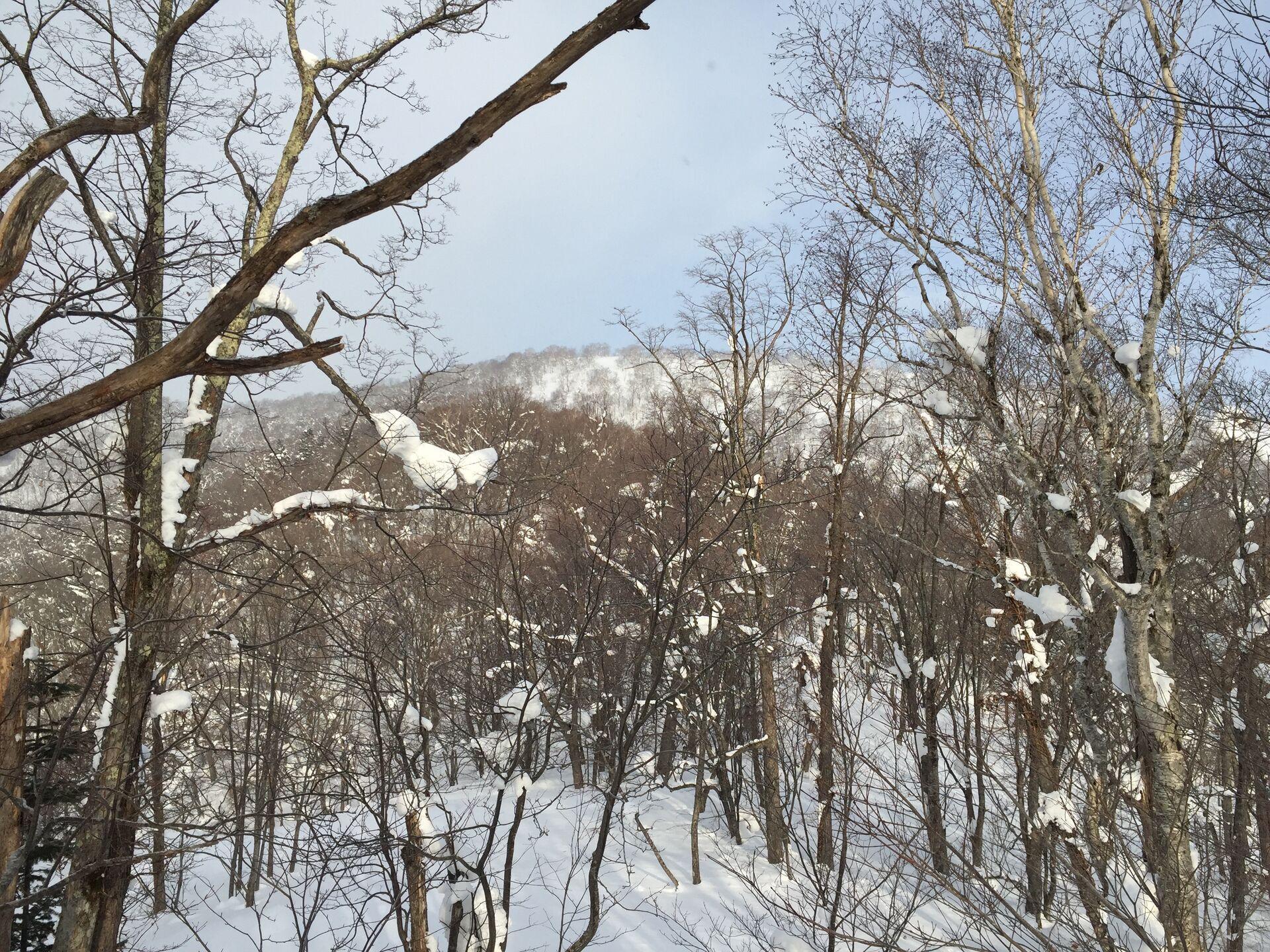 Looking up through bare trees at a snowy mountain