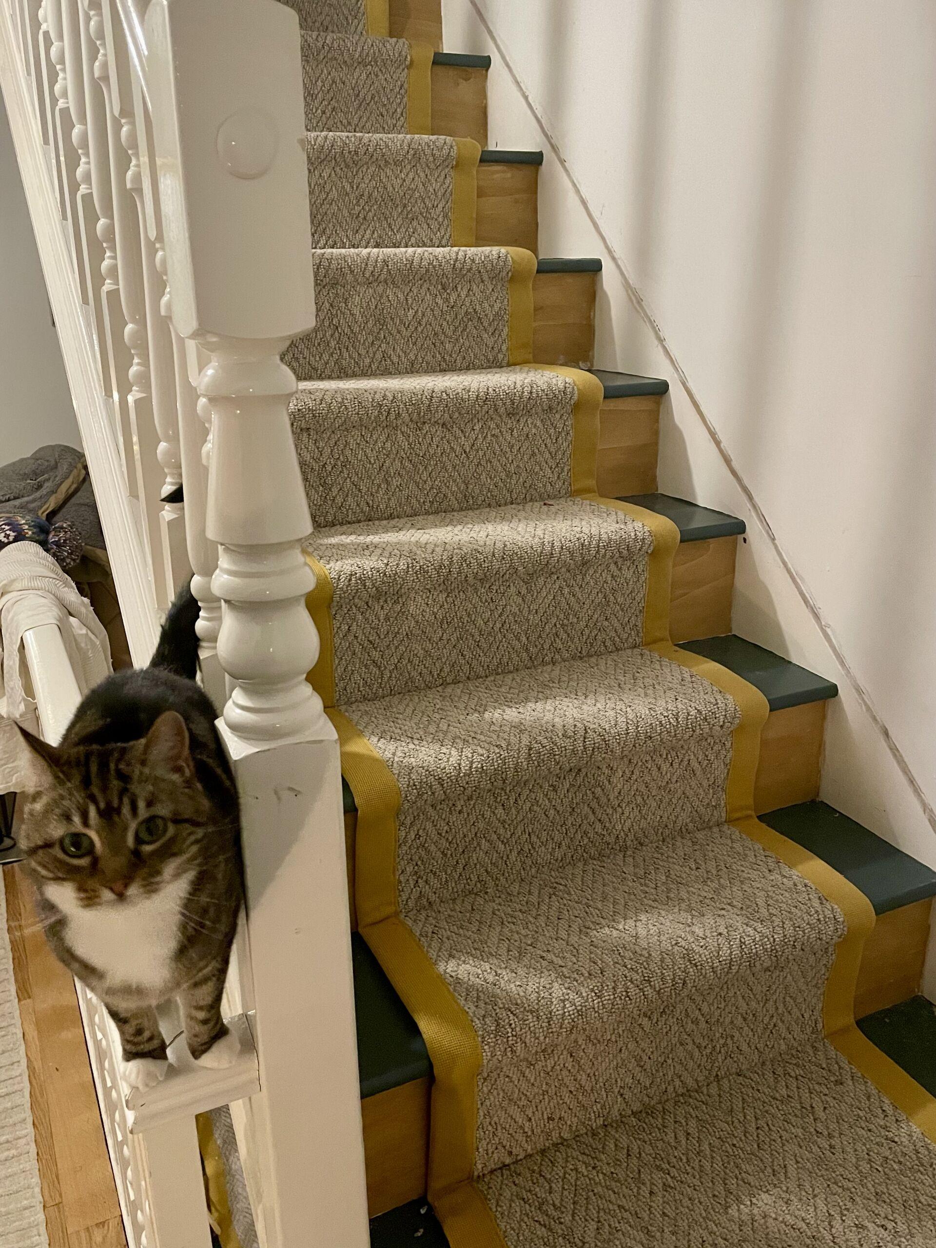 A cat standing on a railing in the house, next to a set of stairs with a herringbone carpet runner