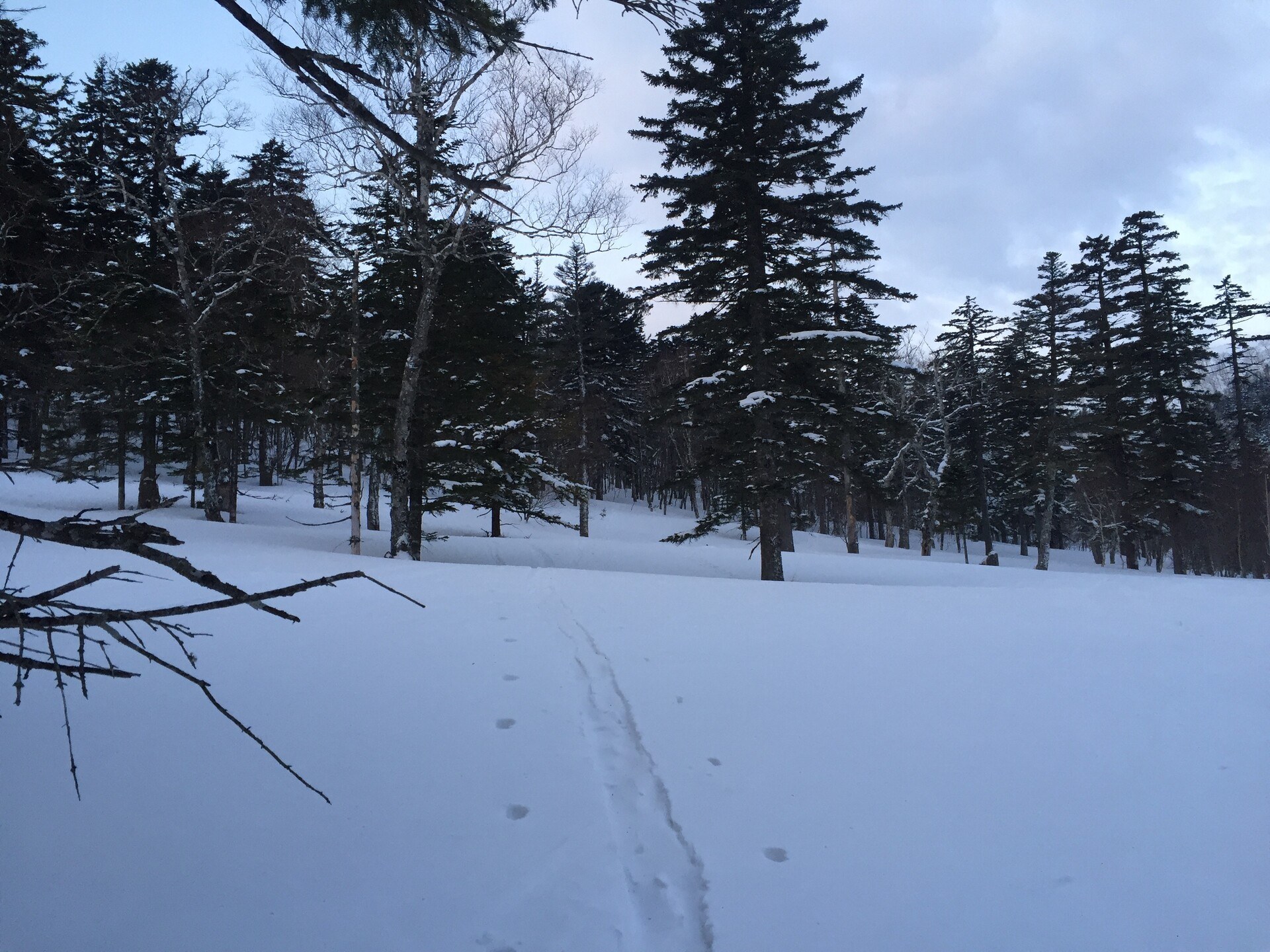 A snowy forest with a set of ski tracks leading off between the trees
