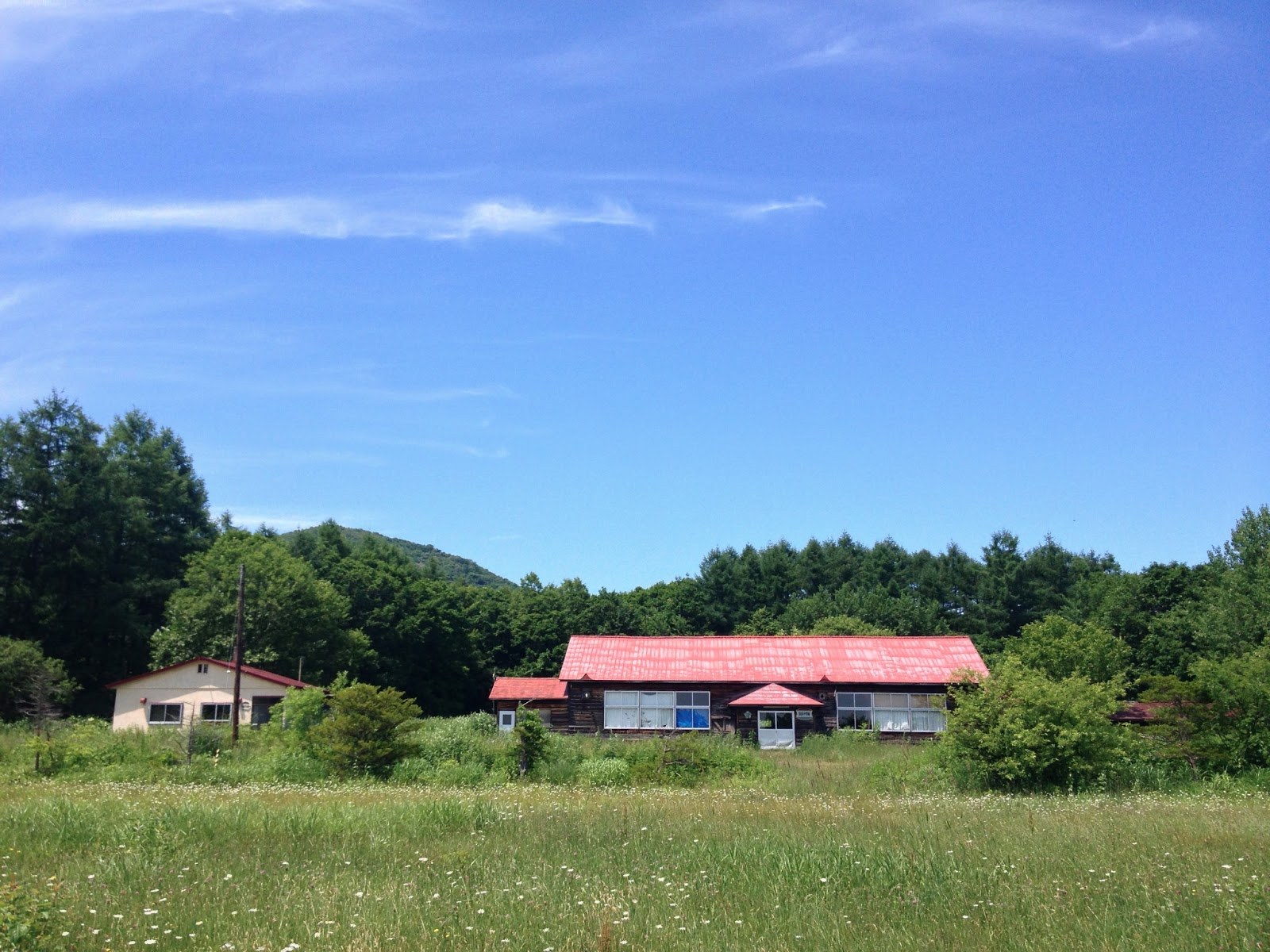 Looking across an overgrown field at the low-slung school with a red roof, tall trees in the background