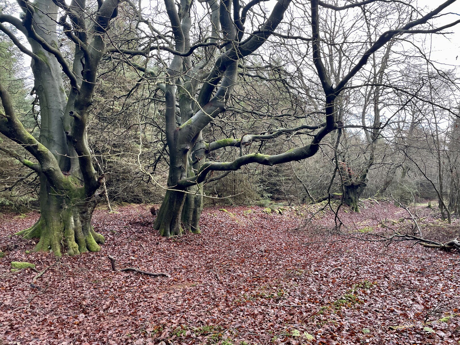 A trio of gnarled ash (?) trees in a small clearing, the ground totally covered in dead leaves