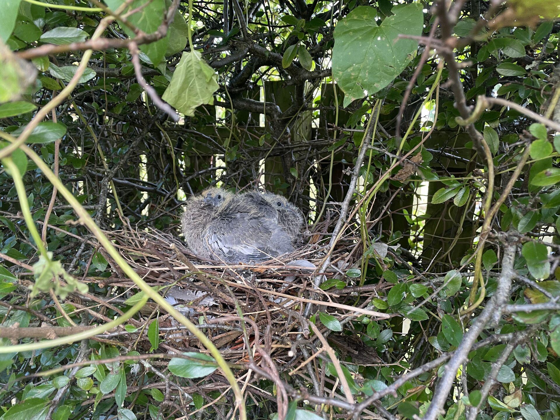 Two nearly full-grown pigeons in a nest in a hedge. They look vaguely ornery