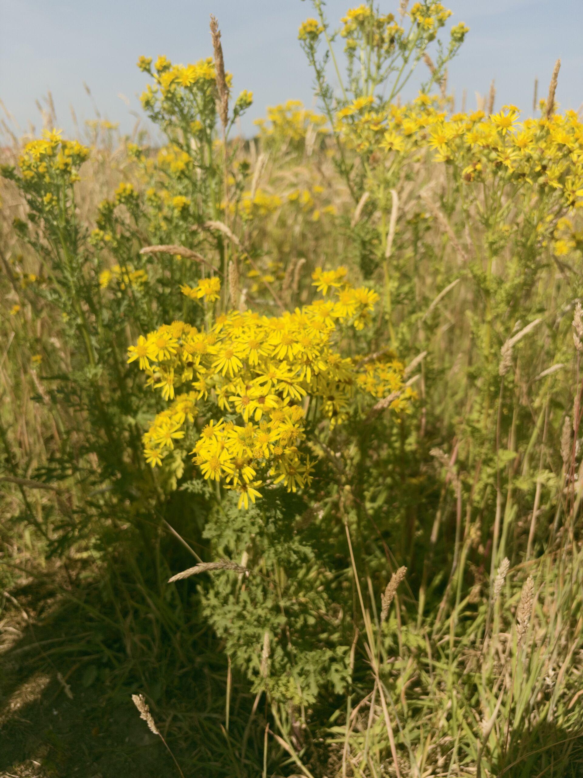 A cluster of yellow ragwort flowers growing amid tall grass in a sunlit meadow.
