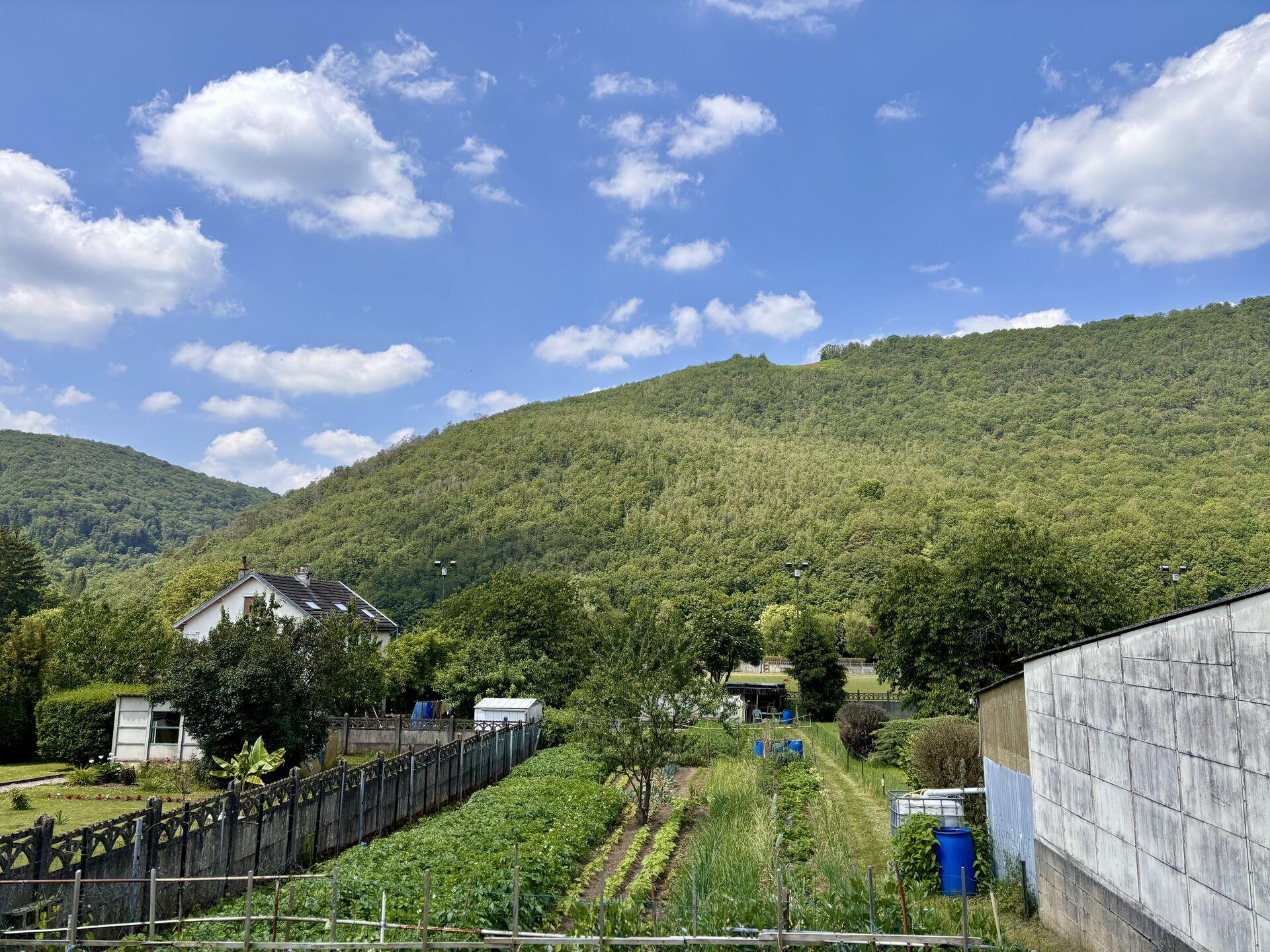 A sunny, forested hillside rising behind small home gardens with rows of onions and potatoes and carrots