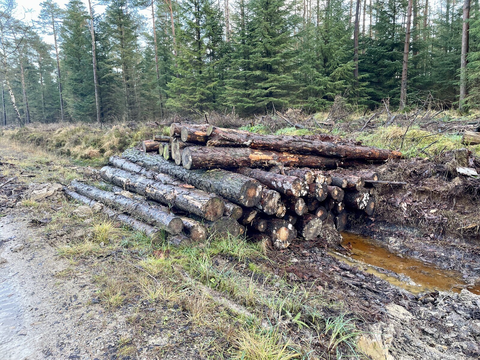 A stack of rotting logs sitting in a ditch by the side of a forestry track