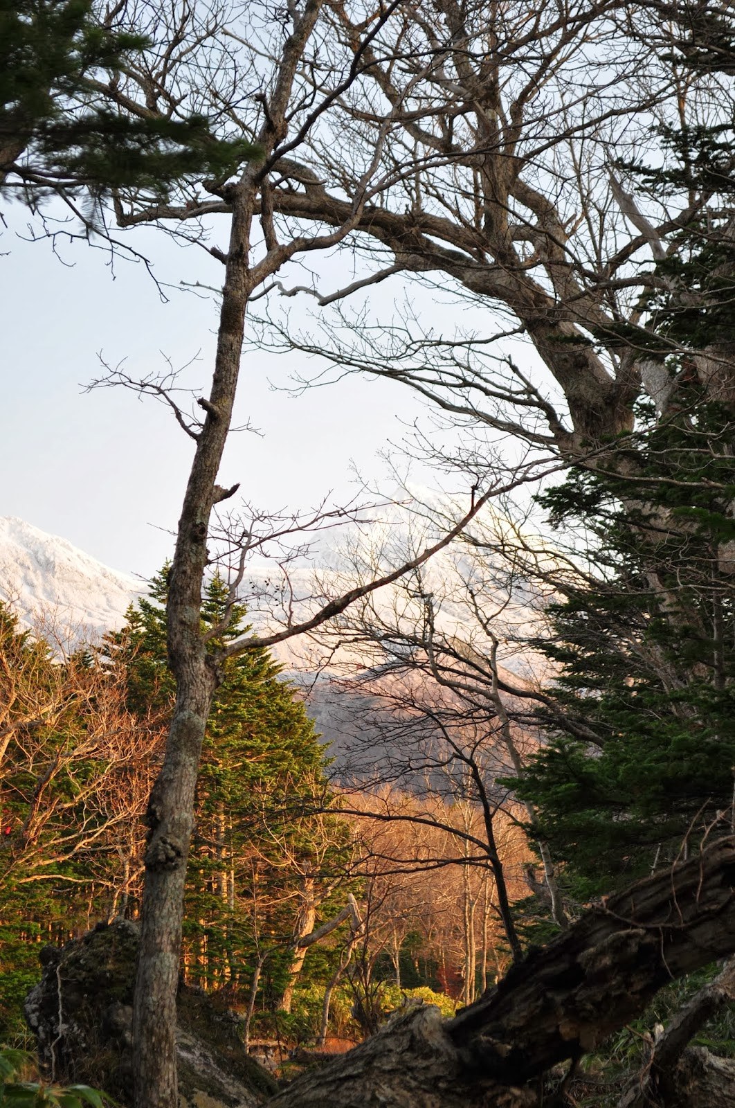 Low sun on the dramatic mountains of Shiretoko behind some denuded trees in the foreground
