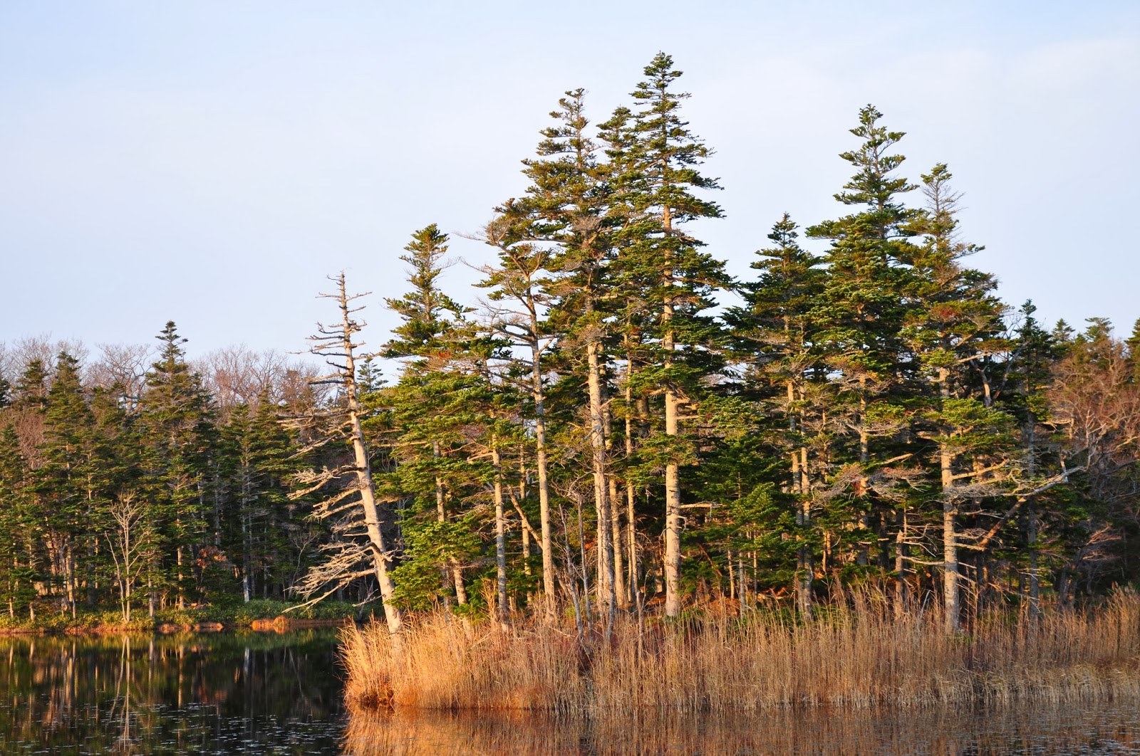 Tall pine trees looking across a lake with a marshy shore