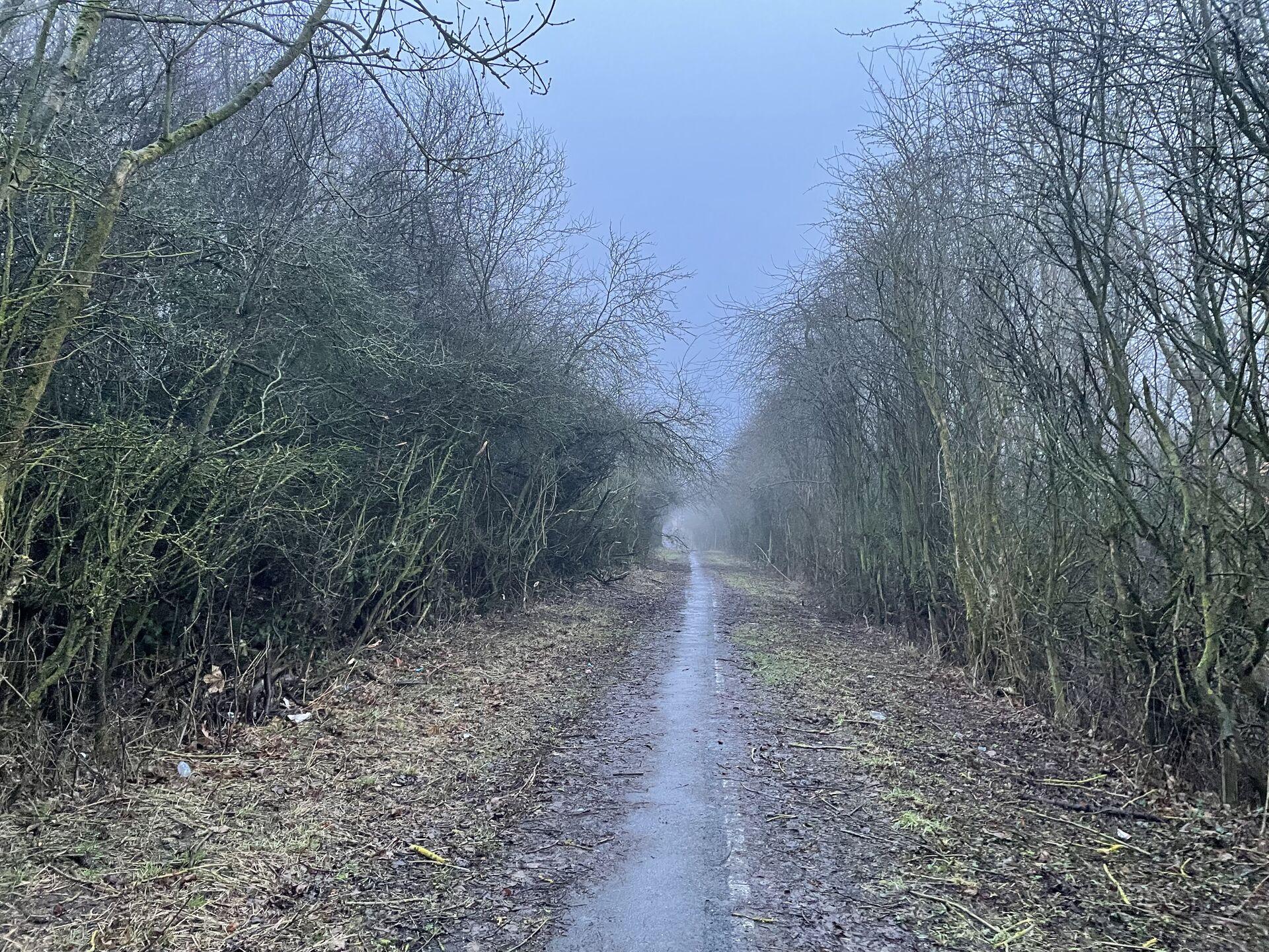 An overgrown abandoned road stretches into the foggy distance, with totally bare, gnarled trees and hedges along the roadside