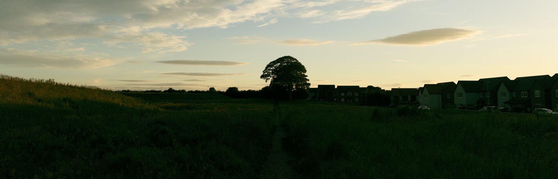 A wide panoramic view of a dark green field at dusk, with a single silhouetted tree in the middle distance and a row of residential houses to the right.