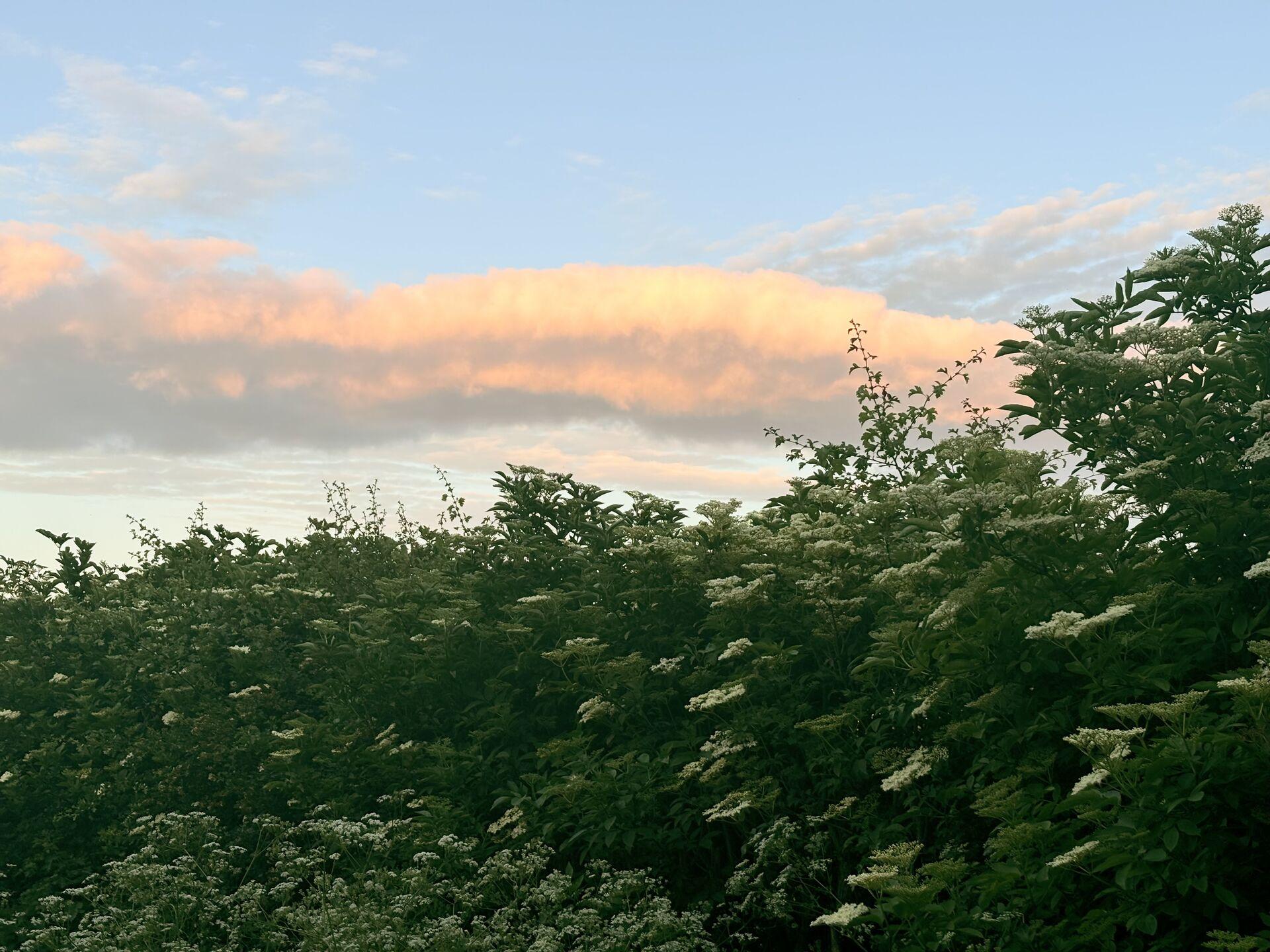 Peach-coloured clouds at sunset above a dense hedgerow of flowering elderflower.
