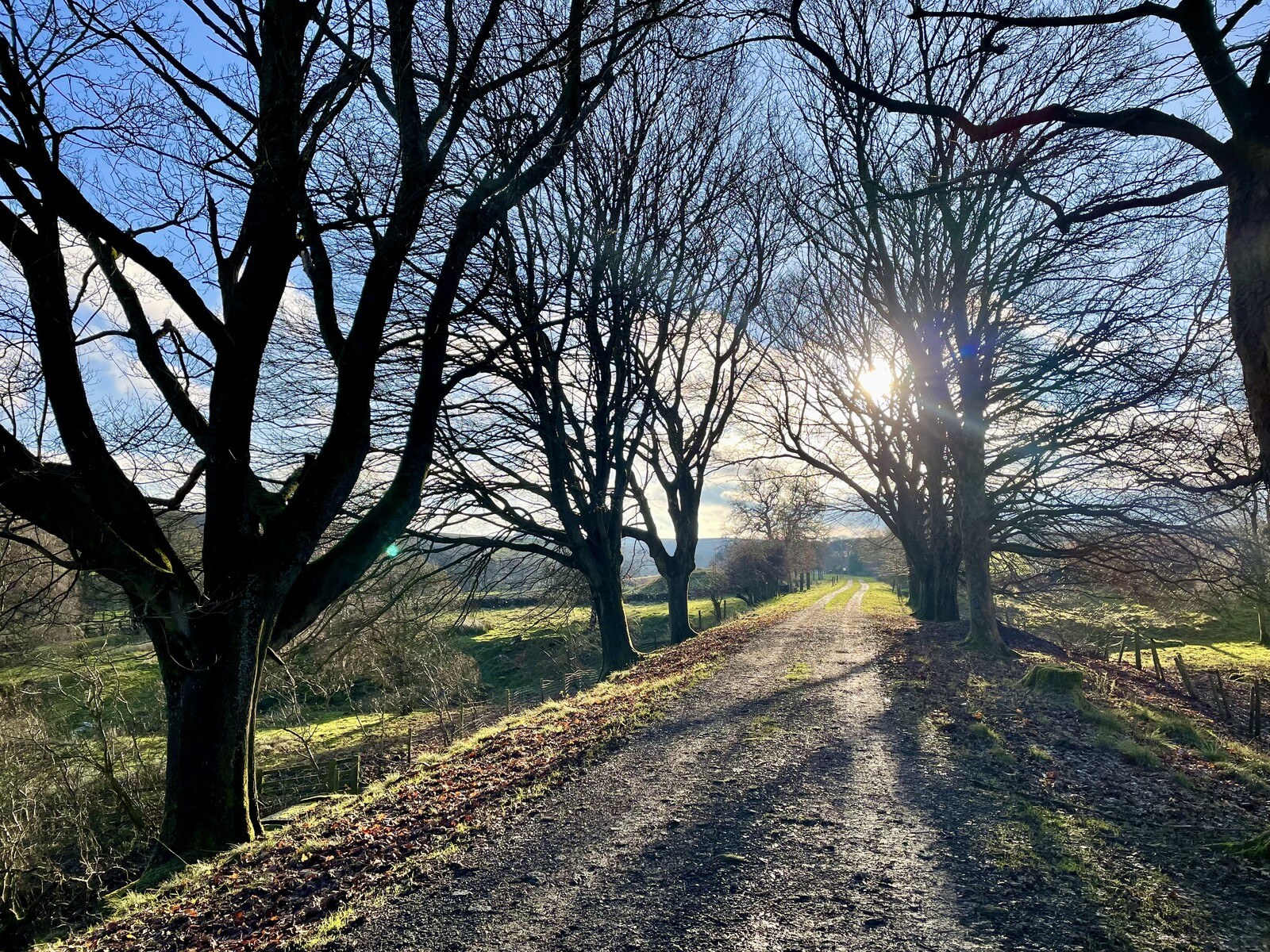 Sun shining through trees on the old Whitby & Pickering railway path, just before Sadler House