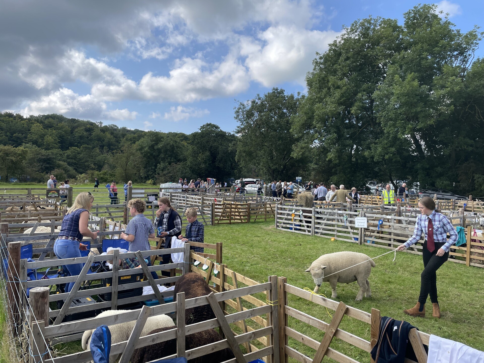 A bunch of sheep in pens, with a central aisle between all of the pens where the sheep are being shown.