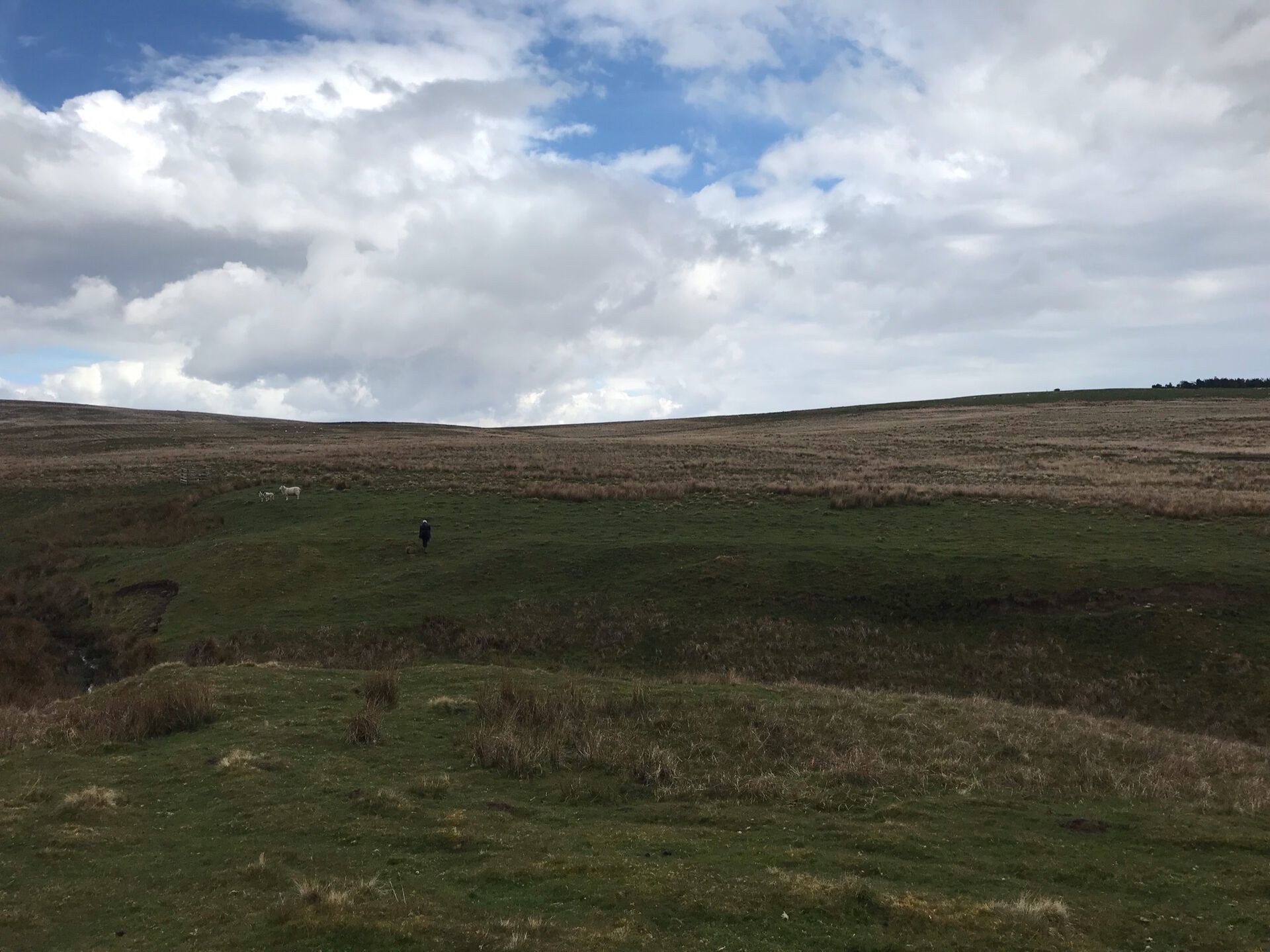 Sam walking through open moorland above Westgate in Weardale.